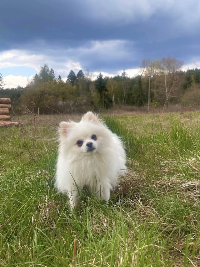 Olaf